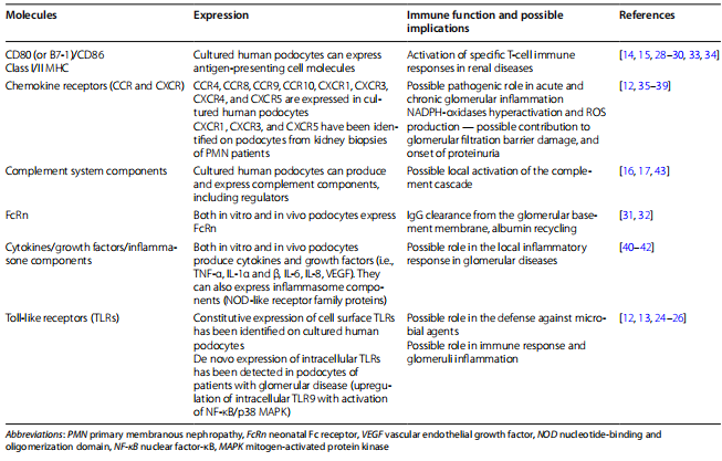 Table 1 Summary of (potential and recognized) podocyte immune functions