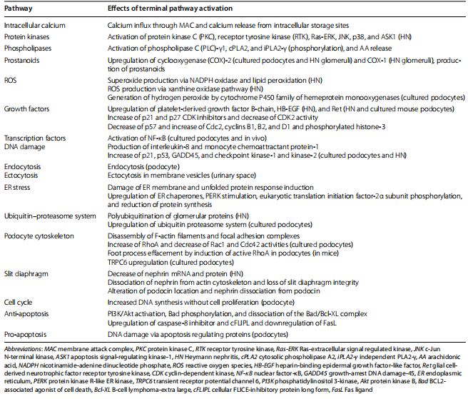 Table 2 Signalling pathways activated by MAC (adapted from Takano et al. (2013). Seminars in Nephrology. Reference [52]