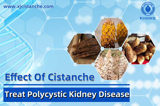 25% echinacoside cistanche for kidney function 25% echinacoside cistanche for kidney function