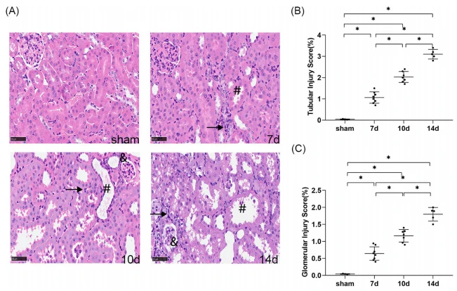 25% echinacoside cistanche for kidney 