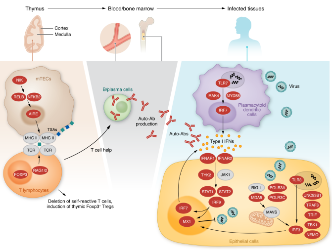 Figure 1. Inborn errors of type I IFN immunity or tolerance. Left, middle: Variants in genes expressed in thymic medullary epithelial cells, indicated in red, are linked to a defect in T cell selection and the production of type I IFN autoantibodies. Right: Variants in genes indicated in red alter type I IFN induction and response pathways.