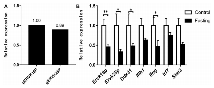 Figure 1. Expression of ERV and immune-related genes in the goose liver was inhibited by fasting. The relative expression of ERV and immune-related genes was determined by quantitative PCR. (A) The expression of ERVK18P and ERVK25P in the liver of normal adult goose. (B) The expression of ERVK18P, ERVK25P, DDX41, IFIH1, IFNG, IRF7, and STAT3 in the livers of the fasted geese is presented as the fold change over the control (no fasting), n 5 6. *,** denotes P, 0.05, 0.01 vs. control, respectively. All of the data are shown as mean 6 SEM. Abbreviation: ERV, endogenous retrovirus. Figure 1. Expression of ERV and immune-related genes in the goose liver was inhibited by fasting. The relative expression of ERV and immune-related genes was determined by quantitative PCR. (A) The expression of ERVK18P and ERVK25P in the liver of normal adult goose. (B) The expression of ERVK18P, ERVK25P, DDX41, IFIH1, IFNG, IRF7, and STAT3 in the livers of the fasted geese is presented as the fold change over the control (no fasting), n 5 6. *,** denotes P, 0.05, 0.01 vs. control, respectively. All of the data are shown as mean 6 SEM. Abbreviation: ERV, endogenous retrovirus.