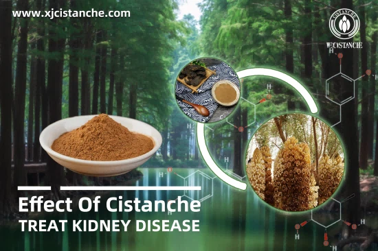 25% echinacoside and 9% acteoside cistanche for kidney