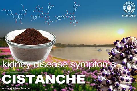 CISTANCHE EXTRACT WITH 25% ECHINACOSIDE AND 9% ACTEOSIDE CISTANCHE EXTRACT WITH 25% ECHINACOSIDE AND 9% ACTEOSIDE