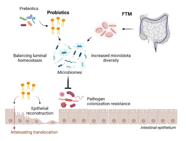 Figure 2. The adjunctive therapy of prebiotics, probiotics, and FMT in terms of intestinal permeability effects All of these strategies improve the balance of gut microbiota with increased organismal diversity that is beneficial to the host through reduced pathogenic microbes, strengthens the gut barrier and induces gut epithelial reconstruction. The picture is created by BioRender.com Figure 2. The adjunctive therapy of prebiotics, probiotics, and FMT in terms of intestinal permeability effects All of these strategies improve the balance of gut microbiota with increased organismal diversity that is beneficial to the host through reduced pathogenic microbes, strengthens the gut barrier and induces gut epithelial reconstruction. The picture is created by BioRender.com
