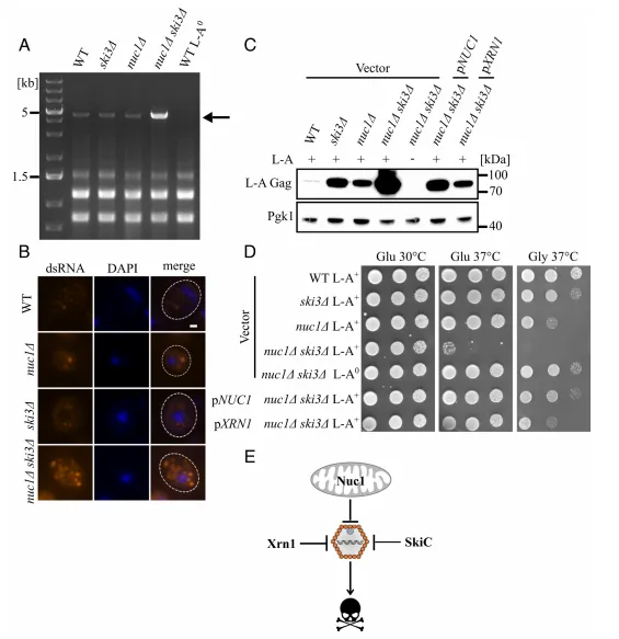 Fig. 1. L-A attenuation protects yeast from lethal pathogenesis. (A) An ethidium bromide-stained gel of total RNA prepared from the indicated strains is shown, with the 4.6 kb L-A dsRNA band indicated with an arrow. (B) Immunofluorescence was used to visualize L-A dsRNA (orange) in cells of the indicated genotypes. These strains were cured of the weakly abundant L-BC dsRNA virus to eliminate background staining (Method Details). DAPI staining of DNA is in blue. (Scale bar, 1 μm.) (C) Western blotting of L-A Gag and 3-phosphoglycerate kinase (Pgk1) protein levels in the indicated strains is shown. Molecular weight markers are indicated on the right. (D) Spot test growth assays of the strains from 1C are shown. Strains were spotted on -Leu media containing either glucose or glycerol and grown at the indicated temperatures. (E) The mitochondrial protein Nuc1 collaborates with the cytosolic proteins Xrn1 and SkiC to regulate L-A protein level and ensure cell fitness.