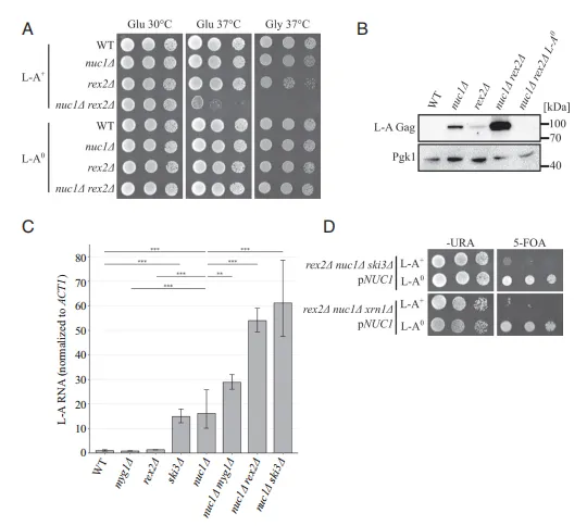 Fig. 2. New antiviral factors are identified by exploiting L-A pathogenesis. (A) Spot analysis of strains defective in NUC1 and REX2 is shown. Strains were spotted on SC media containing either glucose or glycerol and grown at the indicated temperature. (B) Western blotting of L-A Gag and Pgk1 protein levels of strains in Fig. 2A. Molecular weight markers are indicated on the right. (C) L-A RNA was quantified by qPCR and normalized to endogenous ACT1 RNA. Mean RNA level and SD are shown. n = 5. *P < 0.05, **P < 0.01, ***P < 0.001 (unpaired Student's t test). (D) Spot analysis of strains defective in three parallel antiviral pathways containing a plasmid expressing NUC1 is shown. Strains are spotted on -URA media or synthetic complete (SC) media supplemented with 0.1% 5-fluoroorotic acid (5-FOA).