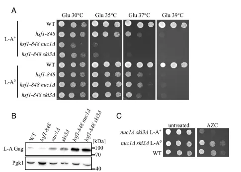 Fig. 4. The heat shock response suppresses L-A pathogenesis. (A) Spot analysis of strains defective in HSF1, NUC1, and SKI3 with or without L-A is shown. Strains were spotted on SC media containing glucose and grown at the indicated temperature. (B) Western blotting for L-A Gag and Pgk1 protein levels of indicated strains. Molecular weight markers are indicated on the right. (C) Spot analysis of strains treated with the proteotoxic proline analog, azetidine-2-carboxylic acid (AZC), is shown. Strains were spotted on SC media containing glucose supplemented with or without 0.1 mg/mL of AZC and grown at 30 °C.