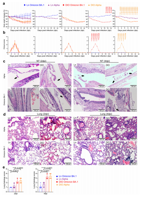 Fig. 1: SARS-CoV-2 Alpha and Omicron BA.1 cause more severe diseases in DIO mice than in lean mice.