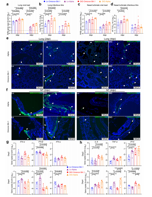 Fig. 2: SARS-CoV-2 replicates more efficiently in DIO mice than in lean mice.