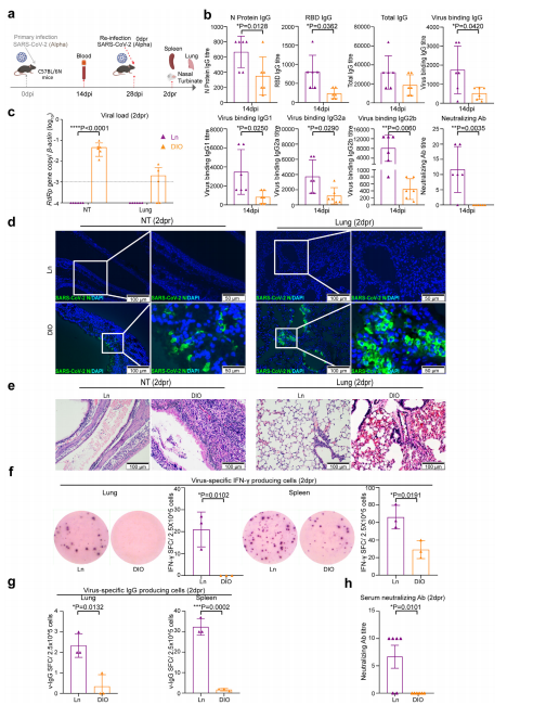 Fig. 3: Adaptive immunity acquired from previous SARS-CoV-2 infection inefficiently protects DIO mice. a