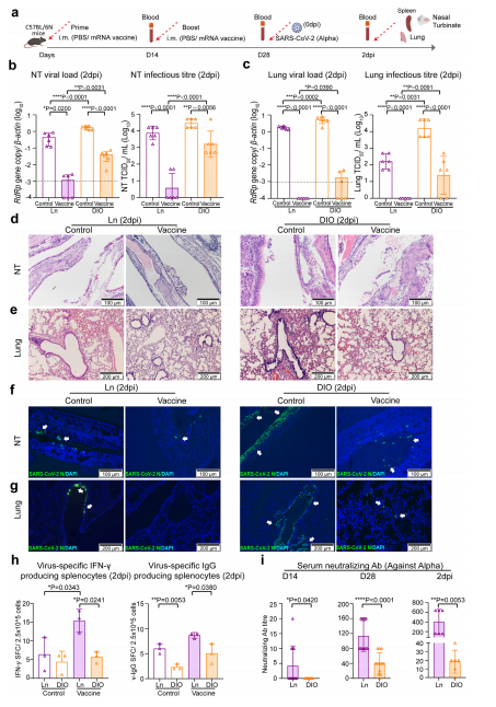 Fig. 4: COVID-19 mRNA vaccination offers less protection against Alpha infection in DIO mice due to attenuated adaptive immune response. a