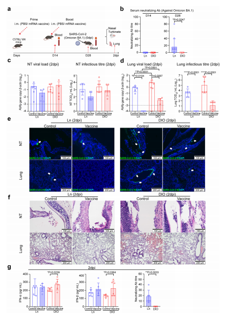 Fig. 5: COVID-19 mRNA vaccine ameliorates lung damage in the absence of neutralizing antibody response in Omicron BA.1-infected DIO mice. a