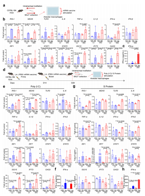 imageFig. 7: Alveolar macrophages (AMs) of DIO mice contribute to the upregulated antiviral responses. a