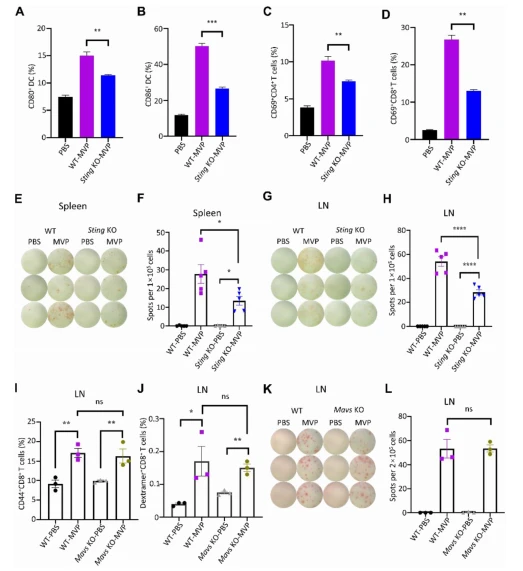 Figure 5 Antitumor immune responses in Sting and Mavs knockout mice. (AeD) Diminished DC and T cell activation in Sting knockout mice. Both wild-type and Sting knockout mice were treated with OVA mRNA-encapsulated MVP, and lymph nodes were collected 48 h later for DC and T cell measurement. (EeH) Reduced IFN-g-expressing T cells in spleen and lymph nodes from Sting knockout mice. Both images of spots and quantitative analyses are shown. (IeL) No impact on T cell activity in Mavs knockout mice. Both wild-type and Mavs knockout mice were treated with PBS control or OVA mRNA-encapsulated MVP, and lymph nodes were collected 48 h later for measurement of CD44þCD8þ memory T cells (I), OVA257e264-MHCI dextramer-positive CD8þ T cells (J), and number of IFN-g-producing cells (K and L). Data are presented as mean SEM (n Z 3 or 5). *P < 0.05; **P < 0.01; ***P < 0.005; ****P < 0.001; ns, not significant. Figure 5 Antitumor immune responses in Sting and Mavs knockout mice. (AeD) Diminished DC and T cell activation in Sting knockout mice. Both wild-type and Sting knockout mice were treated with OVA mRNA-encapsulated MVP, and lymph nodes were collected 48 h later for DC and T cell measurement. (EeH) Reduced IFN-g-expressing T cells in spleen and lymph nodes from Sting knockout mice. Both images of spots and quantitative analyses are shown. (IeL) No impact on T cell activity in Mavs knockout mice. Both wild-type and Mavs knockout mice were treated with PBS control or OVA mRNA-encapsulated MVP, and lymph nodes were collected 48 h later for measurement of CD44þCD8þ memory T cells (I), OVA257e264-MHCI dextramer-positive CD8þ T cells (J), and number of IFN-g-producing cells (K and L). Data are presented as mean SEM (n Z 3 or 5). *P < 0.05; **P < 0.01; ***P < 0.005; ****P < 0.001; ns, not significant.