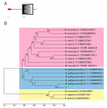 imageFigure 1. Molecular characterization of McIL-17-3. (A) Architecture analysis of conserved domains in McIL-17-3 using SMART. A conserved IL-17 domain was shown. (B) Phylogenetic analysis of McIL-17-3. The phylogenetic tree was constructed using MEGAX software with 2000 replications of bootstrapping using the neighbor-joining method. McIL-17-3 was labeled with a green triangle. Species included in the phylogenetic tree were all retrieved from the Genebank database, and accession numbers were also listed in the tree. Green triangle on behalf of McIL-17-3. (For interpretation of the references to color in this figure legend, the reader is referred to the Web version of this article.)