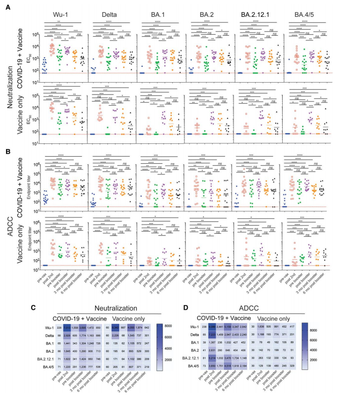 figure 1. Pseudovirus neutralizing and antibody-dependent cell-mediated cytotoxicity (ADCC) activity after coronavirus disease 2019 (COVID-19) vaccination. Pseudovirus neutralizing (effective concentration at which 50% of the virus was neutralized [EC50]) (A) and functional ADCC (B) endpoint antibody titers to severe acute respiratory syndrome coronavirus 2 (SARS-CoV-2) Wuhan Hu-1 (Wu-1), Delta, and Omicron variants (BA.1, BA.2, BA.2.12.1, and BA.4/5) were measured longitudinally following COVID-19 messenger RNA vaccination in participants with or without prior history of COVID-19. The geometric mean titers were calculated for each variant and time point, and statistical comparisons of log-transformed titers were made using Mann-Whitney tests. The dashed lines represent the lower limit of detection for the assay. *P < .05; **P < .01; ***P < .001; ****P < .0001; ns, not significant. Heatmaps show pseudovirus neutralizing (EC50) (C) and ADCC (D) endpoint antibody titers against SARS-CoV-2 variants over time.