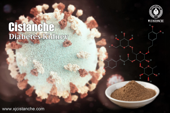 CISTANCHE EXTRACT WITH 25% ECHINACOSIDE AND 9% ACTEOSIDE CISTANCHE EXTRACT WITH 25% ECHINACOSIDE AND 9% ACTEOSIDE