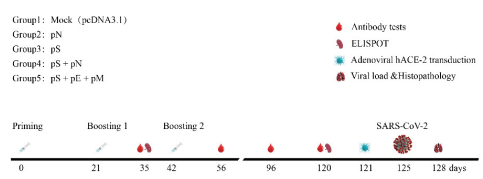 Figure 2. Schematic of the immunization and SARS-CoV-2 challenge. Time course of vaccination, challenging, and blood/tissue sampling. BALB/C mice were divided randomly into groups.