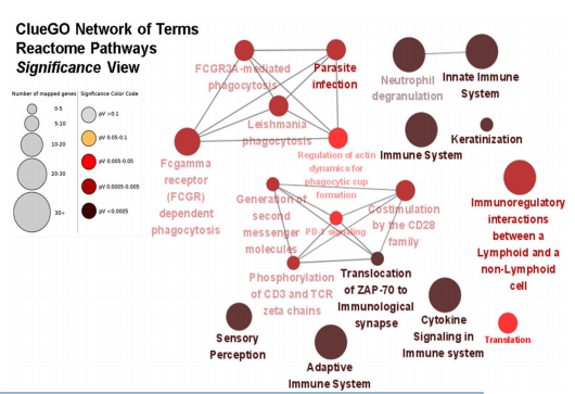Fig. 4 Enrichment by Gene Ontology (GO) terms was visualized using the ClueGO/CluePedia plugin from Cytoscape Fig. 4 Enrichment by Gene Ontology (GO) terms was visualized using the ClueGO/CluePedia plugin from Cytoscape