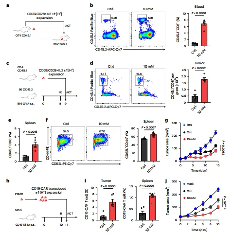 Fig. 5 | ↑[H+ ]-expanded T cells display enhanced anti-tumor activity. a,b, Control or lactic-acid-expanded CD8+ T cells were analyzed for persistence after adoptive transfer (n = 6 mice). Freshly isolated mouse CD45.1+ OT-I T cells were activated with mouse IL-2 and plate-bound anti-mouse CD3 and anti-mouse CD28 antibodies for 2 days and then maintained in a culture medium with mouse IL-2 until adoptive transfer (CD3&CD28+IL-2). A schematic of the animal experiment (a) as well as representative FACS plots and statistical analysis of CD45.1+ and CD45.2+ T cells in the blood are shown in (b). c–g, CD45.1+ OT-I T cells were expanded in control or lactic acid medium for 7 days and transferred into B16-OVA-tumor-bearing mice, and the infiltration of ratio was evaluated (n = 5 mice). A schematic of the animal experiment using B16-OVA tumor-bearing mice (c), as well as representative FACS plots (left) and statistics for the number (right) of transferred CD45.1+ OT-I T cells in the tumor (d). s.c., subcutaneous injection. Statistics for the percentage of CD45.1+ T cells (e) and representative data (left) and statistics for the percentage (right) of CD62L+ CD44+ CD45.1+ T cells (f) in the spleen are shown. Tumor growth curve (g) (n = 5 mice, day 14). h–j, CD19-CAR T cells were expanded in control or lactic acid medium for 12 days and transferred into CD19-overexpressing K562 tumor-bearing NCG mice, and the infiltration ratio in tumor and spleen was evaluated (n = 6 mice). A schematic of the animal experiment (h), a representative percentage of transferred T cells in the tumor and spleen (i), and tumor growth curves (j) are shown (n = 6 mice, day 10). Data are presented as mean ± s.e.m. Statistical analyses were done using unpaired two-tailed Student's t-test.