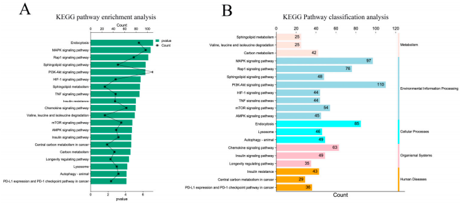 Figure 5. KEGG pathway enrichment analysis of target genes. (A) Significantly enriched KEGG pathway with target genes of DE miRNAs; (B) classification of significantly enriched KEGG pathways.
