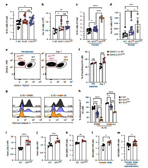 Fig. 3 | UTX suppresses NK cell fitness. a,b, Frequency (F and M WT: n = 12; F UTXHet: n = 16; a) and absolute numbers (F WT: n = 6; M WT: n = 8; F UTXHet: n = 9; b) of NK cells in the spleen of female (F) WT, male (M) WT and F UTXHet mice. c,d, Frequency (WT: n = 12; UTXHet: n = 16; UTXNKD: n = 6; c) and absolute numbers (WT: n = 8; UTXHet: n = 12; UTXNKD: n = 6; d) of NK cells in spleen of F WT, UTXHet and UTXNKD mice. e, Representative contour plots of congenically distinct WT (CD451x2 ) and UTXNKD (CD45.2+ ) NK cells transferred into WT (CD45.1+ ) recipients at a 1:1 ratio before injection (left) and on day 7 after transfer (right). f, Frequency of WT and UTXNKD cells in the spleen of recipient mice before injection and day 7 after transfer (n = 6). g,h, Representative histograms (g) and percentage (h) of cleaved caspase 3+ NK cells of female WT, UTXHet, and UTXNKD mice cultured with IL-15 (5 ng ml−1) and either dimethylsulfoxide (DMSO; F WT: n = 7; F UTXHet: n = 11; F UTXNKD: n = 6) or 2.5 μM Nutlin-3a (F WT: n = 3; F UTXHet: n = 7; F UTXNKD: n = 3) for 24 h. i–k, Normalized Bcl-2 MFI (i), Bim MFI (j), and Bcl-2:Bim MFI ratio (k) in splenic NK cells from female WT and UTXNKD mice (n = 5). l,m, Bcl-2:Bim MFI ratio in splenic NK cells from female WT and male WT mice (n = 6; l) and gonadectomized female and male mice (n = 11; m). Data are representative of 2–4 independent experiments. Samples were compared using ordinary one-way analysis of variance (ANOVA; a–d), two-way ANOVA with Tukey's correction for multiple comparisons (h), or unpaired two-tailed Student's t-test (f, i–m). Data points are individual mice with the mean ± s.e.m. (NS, not significant; *P < 0.05; **P < 0.01; ***P < 0.001; ****P < 0.0001). Specific P values are as follows: a: F WT versus M WT = 0.0201, M WT versus UTXHet = 0.989, F WT versus UTXHet = 0.0327, WT versus UTXNKD = 0.001; b: F WT versus M WT = 0.0320, M WT versus UTXHet < 0.99, F WT versus UTXHet = 0.0029, WT versus UTXNKD = 0.001; c: WT versus UTXHet = 0.0375, UTXHet versus UTXNKD and WT versus UTXNKD < 0.0001; d: WT versus UTXHet = 0.0191, UTXHet versus UTXNKD = 0.0278, WT versus UTXNKD = 0.001; f: Pre-injection = 0.3304; day 7 = 0.001918; h: DMSO < 0.0001, Nutlin-3a–F WT versus F UTXHet = 0.0048, rest < 0.0001; i < 0.0001; j = 0.0004; k = 0.0025; l = 0.0115; m = 0.0227. Fig. 3 | UTX suppresses NK cell fitness. a,b, Frequency (F and M WT: n = 12; F UTXHet: n = 16; a) and absolute numbers (F WT: n = 6; M WT: n = 8; F UTXHet: n = 9; b) of NK cells in the spleen of female (F) WT, male (M) WT and F UTXHet mice. c,d, Frequency (WT: n = 12; UTXHet: n = 16; UTXNKD: n = 6; c) and absolute numbers (WT: n = 8; UTXHet: n = 12; UTXNKD: n = 6; d) of NK cells in spleen of F WT, UTXHet and UTXNKD mice. e, Representative contour plots of congenically distinct WT (CD451x2 ) and UTXNKD (CD45.2+ ) NK cells transferred into WT (CD45.1+ ) recipients at a 1:1 ratio before injection (left) and on day 7 after transfer (right). f, Frequency of WT and UTXNKD cells in the spleen of recipient mice before injection and day 7 after transfer (n = 6). g,h, Representative histograms (g) and percentage (h) of cleaved caspase 3+ NK cells of female WT, UTXHet, and UTXNKD mice cultured with IL-15 (5 ng ml−1) and either dimethylsulfoxide (DMSO; F WT: n = 7; F UTXHet: n = 11; F UTXNKD: n = 6) or 2.5 μM Nutlin-3a (F WT: n = 3; F UTXHet: n = 7; F UTXNKD: n = 3) for 24 h. i–k, Normalized Bcl-2 MFI (i), Bim MFI (j), and Bcl-2:Bim MFI ratio (k) in splenic NK cells from female WT and UTXNKD mice (n = 5). l,m, Bcl-2:Bim MFI ratio in splenic NK cells from female WT and male WT mice (n = 6; l) and gonadectomized female and male mice (n = 11; m). Data are representative of 2–4 independent experiments. Samples were compared using ordinary one-way analysis of variance (ANOVA; a–d), two-way ANOVA with Tukey's correction for multiple comparisons (h), or unpaired two-tailed Student's t-test (f, i–m). Data points are individual mice with the mean ± s.e.m. (NS, not significant; *P < 0.05; **P < 0.01; ***P < 0.001; ****P < 0.0001). Specific P values are as follows: a: F WT versus M WT = 0.0201, M WT versus UTXHet = 0.989, F WT versus UTXHet = 0.0327, WT versus UTXNKD = 0.001; b: F WT versus M WT = 0.0320, M WT versus UTXHet < 0.99, F WT versus UTXHet = 0.0029, WT versus UTXNKD = 0.001; c: WT versus UTXHet = 0.0375, UTXHet versus UTXNKD and WT versus UTXNKD < 0.0001; d: WT versus UTXHet = 0.0191, UTXHet versus UTXNKD = 0.0278, WT versus UTXNKD = 0.001; f: Pre-injection = 0.3304; day 7 = 0.001918; h: DMSO < 0.0001, Nutlin-3a–F WT versus F UTXHet = 0.0048, rest < 0.0001; i < 0.0001; j = 0.0004; k = 0.0025; l = 0.0115; m = 0.0227.