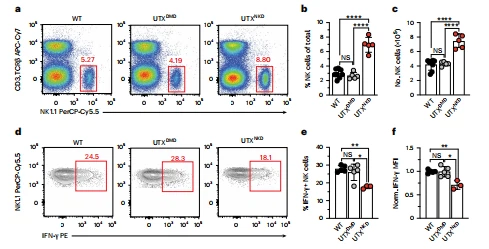 Fig. 5 | UTX controls NK cell homeostasis and IFN-γ production independent of demethylase activity. a–c, Representative density plots (a), frequency (b), and absolute number (c) of NK cells in the spleens of female WT, UTXDMD, and UTXNKD mice (n = 5 per group). d–f, Representative contour plots (d), percentage IFN-γ+ (e), and normalized IFN-γ MFI (f) of female WT, UTXDMD, and UTXNKD NK cells (n = 5 per group) normalized to WT. Data are representative of 2–3 independent experiments. Samples were compared using one-way ANOVA with Tukey's correction for multiple comparisons. Data points are presented as individual mice with the mean ± s.e.m. *P < 0.05; **P < 0.01; ****P < 0.0001. Specific P values are as follows: b: WT versus UTXDMD = 0.7353, WT versus UTXNKD and UTXDMD versus UTXNKD < 0.0001; c: WT versus UTXDMD = 0.4888, WT versus UTXNKD and UTXDMD versus UTXNKD < 0.0001; e: WT versus UTXDMD = 0.855, WT versus UTXNKD = 0.0030, UTXDMD versus UTXNKD = 0.0380; f: WT versus UTXDMD = 0.1382, WT versus UTXNKD = 0.0079, UTXDMD versus UTXNKD = 0.0166. Fig. 5 | UTX controls NK cell homeostasis and IFN-γ production independent of demethylase activity. a–c, Representative density plots (a), frequency (b), and absolute number (c) of NK cells in the spleens of female WT, UTXDMD, and UTXNKD mice (n = 5 per group). d–f, Representative contour plots (d), percentage IFN-γ+ (e), and normalized IFN-γ MFI (f) of female WT, UTXDMD, and UTXNKD NK cells (n = 5 per group) normalized to WT. Data are representative of 2–3 independent experiments. Samples were compared using one-way ANOVA with Tukey's correction for multiple comparisons. Data points are presented as individual mice with the mean ± s.e.m. *P < 0.05; **P < 0.01; ****P < 0.0001. Specific P values are as follows: b: WT versus UTXDMD = 0.7353, WT versus UTXNKD and UTXDMD versus UTXNKD < 0.0001; c: WT versus UTXDMD = 0.4888, WT versus UTXNKD and UTXDMD versus UTXNKD < 0.0001; e: WT versus UTXDMD = 0.855, WT versus UTXNKD = 0.0030, UTXDMD versus UTXNKD = 0.0380; f: WT versus UTXDMD = 0.1382, WT versus UTXNKD = 0.0079, UTXDMD versus UTXNKD = 0.0166.