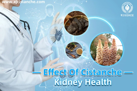 CISTANCHE EXTRACT WITH 25% ECHINACOSIDE AND 9% ACTEOSIDE FOR KIDNEY FUNCTION