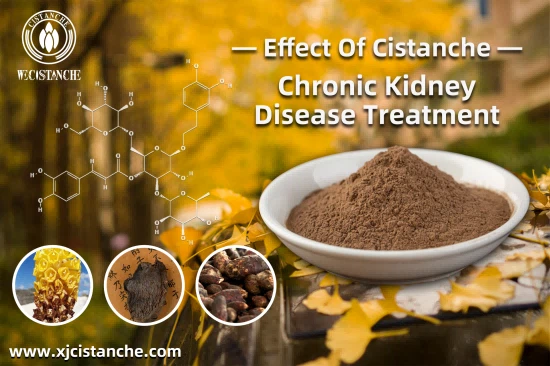 CISTANCHE EXTRACT WITH 25% ECHINACOSIDE AND 9% ACTEOSIDE FOR KIDNEY FUNCTION
