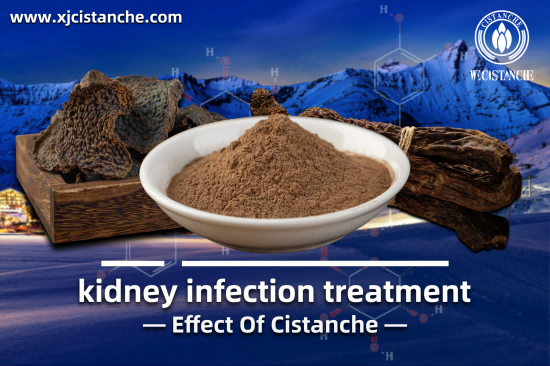 CISTANCHE EXTRACT WITH 25% ECHINACOSIDE AND 9% ACTEOSIDE FOR KIDNEY FUNCTION CISTANCHE EXTRACT WITH 25% ECHINACOSIDE AND 9% ACTEOSIDE FOR KIDNEY FUNCTION