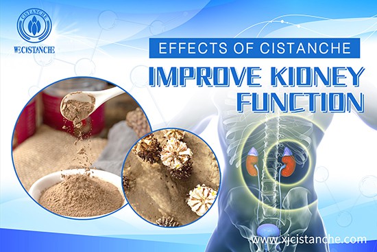effects of cistanche-improve kidney function (3)