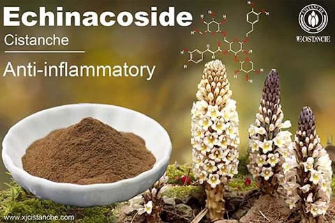 Cistanche Total Glycosides On Inflammatory Bowel Disease Cistanche Total Glycosides On Inflammatory Bowel Disease