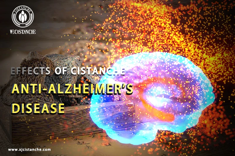 Cistanche tubulosa extract for anti-Alzheimer's disease Cistanche tubulosa extract for anti-Alzheimer's disease