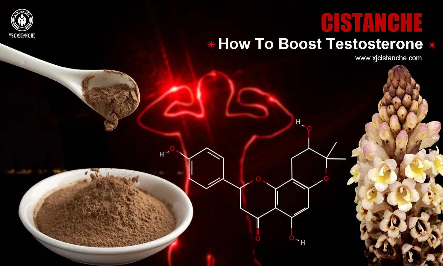 cistanche tubulosa for sexual health cistanche tubulosa for sexual health
