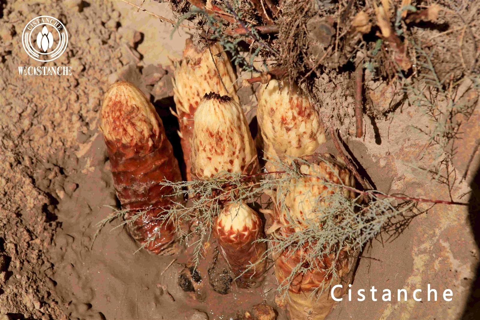 Cistanche tubulosa for dietary supplement Cistanche tubulosa for dietary supplement