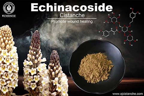Echinacoside in cistanche (3)