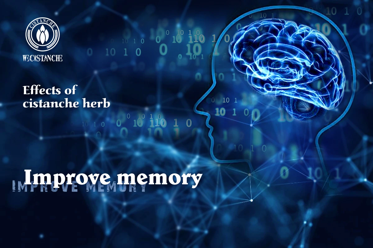 cistanche tubulosa for improving memory cistanche tubulosa for improving memory