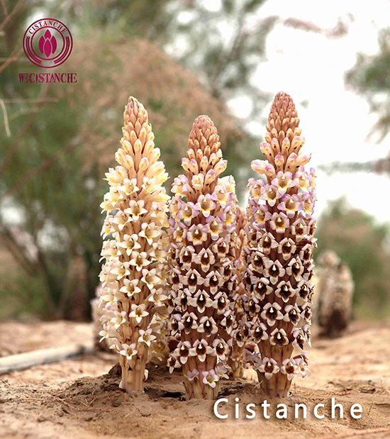 cistanche deserticola ma