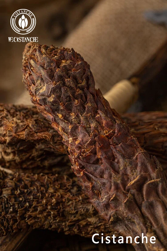 cistanche body building cistanche body building