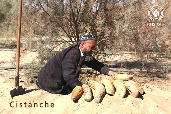 Harvest of Cistanche deserticola (5) Harvest of Cistanche deserticola (5)