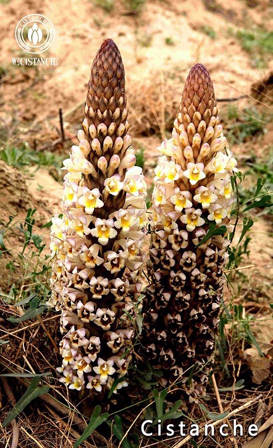 chinese herb cistanche