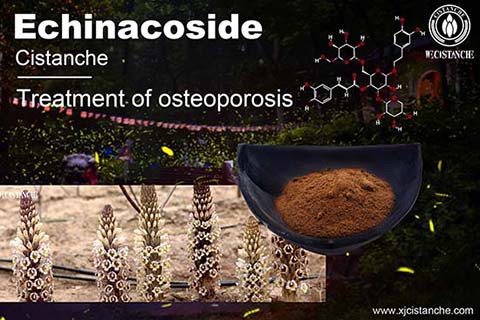 NEW HERBAL CISTANCHE FORMULATION FOR BONE GROWTH