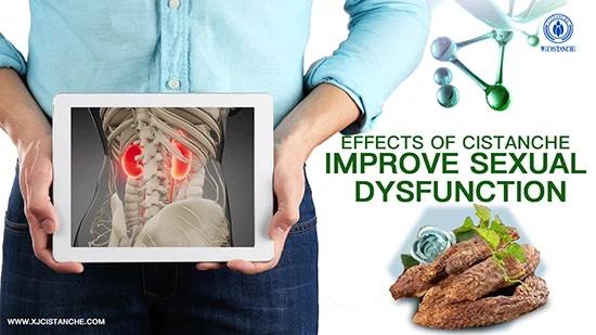 effects of cistanche-improve kidney function (7)