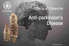 Cistanche benefits for relieving Parkinson's Disease Cistanche benefits for relieving Parkinson's Disease