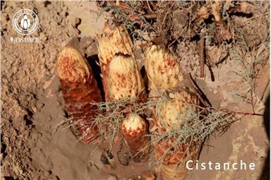 Cistanche Benefit Cistanche Effects Cistanche Side Effects Cistanche Usage Cistanche Dosage