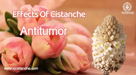 Benefits of cistanche tubulosa-Antitumor Benefits of cistanche tubulosa-Antitumor
