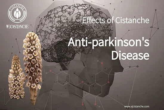 The efficacy of Cistanche deserticola - preventing Parkinsons disease 2 The efficacy of Cistanche deserticola - preventing Parkinsons disease 2