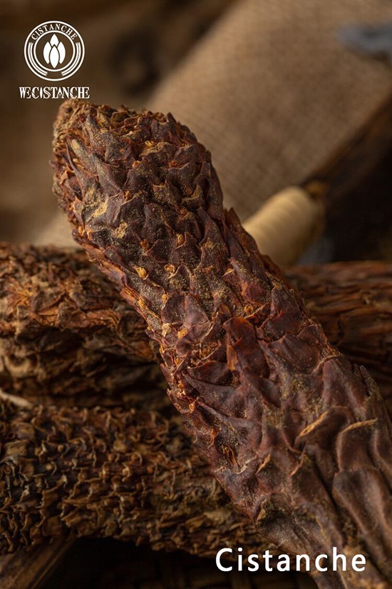 cistanche body building cistanche body building