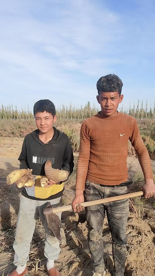 The villagers of Hetian Village in Xinjiang are digging and harvesting Cistanche deserticola 1 The villagers of Hetian Village in Xinjiang are digging and harvesting Cistanche deserticola 1
